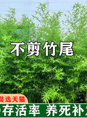 不剪头景观竹观赏竹子苗庭院金竹苗紫竹四季青室内竹子盆栽绿罗汉