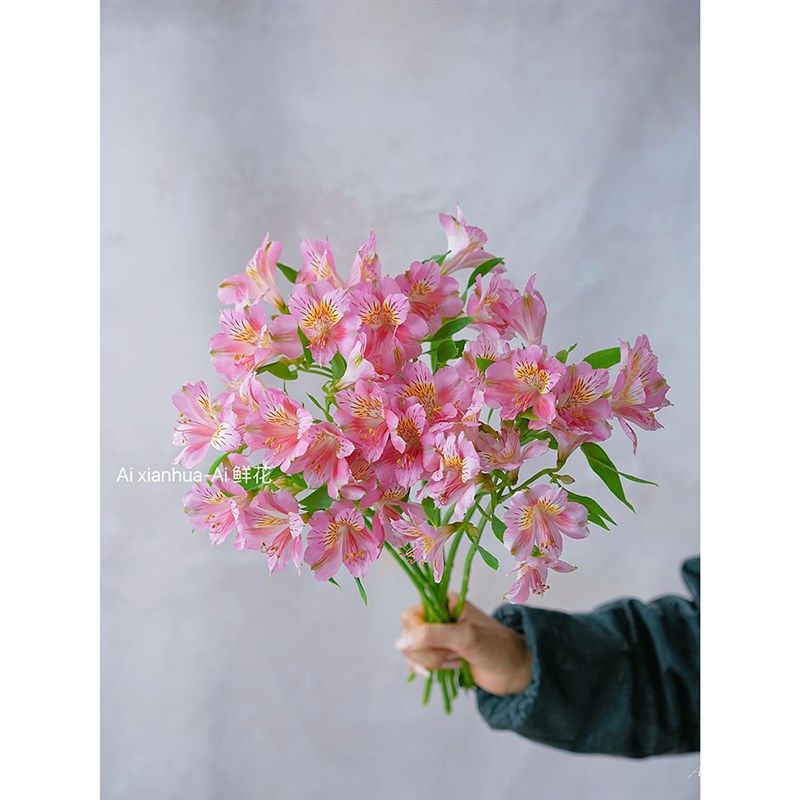 TL深粉色水仙百合鲜花家居办公插花水养好养好开装饰摆件花期长