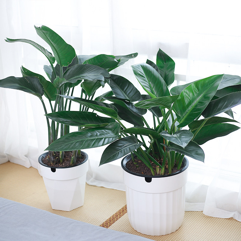 客厅办公室大型植物花盆大口径高深花盆自吸水塑料花盆花盆