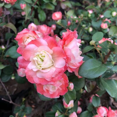 梅花海棠价格选项