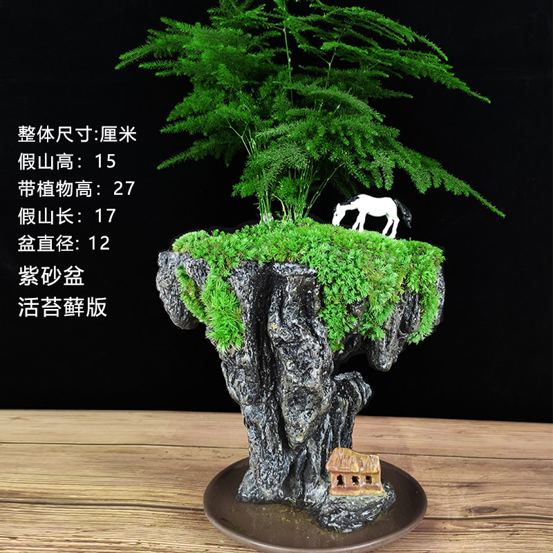 禅意文竹盆栽植物室内四季迷你办公室绿植摆件桌面山水小奇石盆景