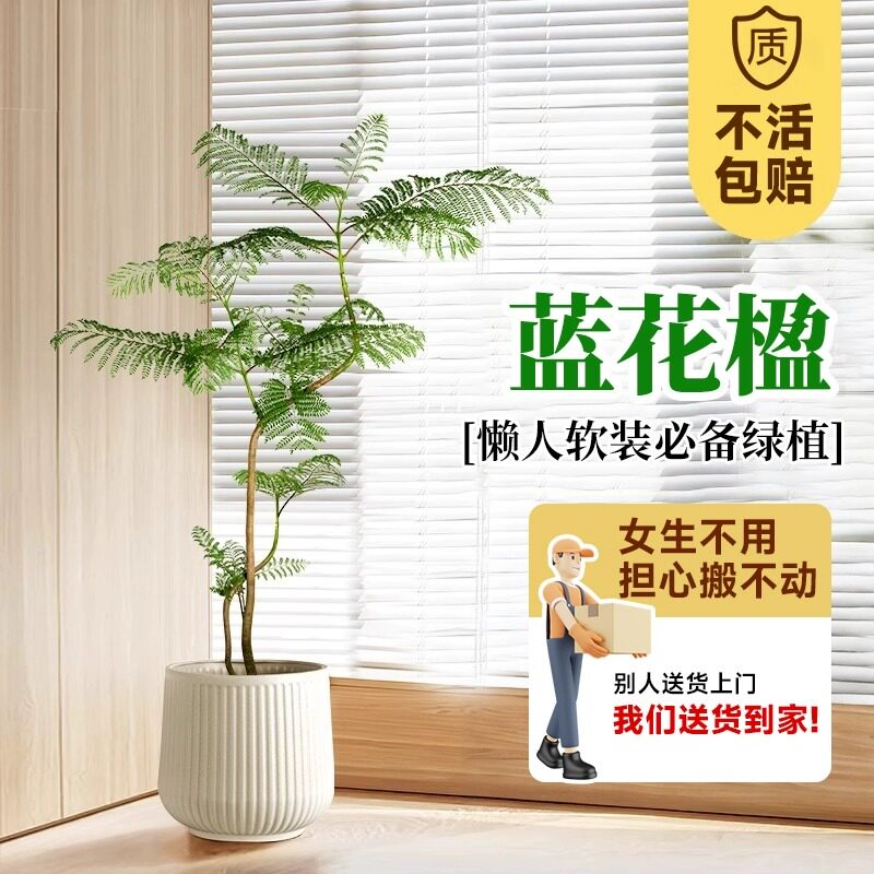 蓝花楹大型绿植真花客厅绿植盆栽树落地阳台轻奢室内植物好养易活
