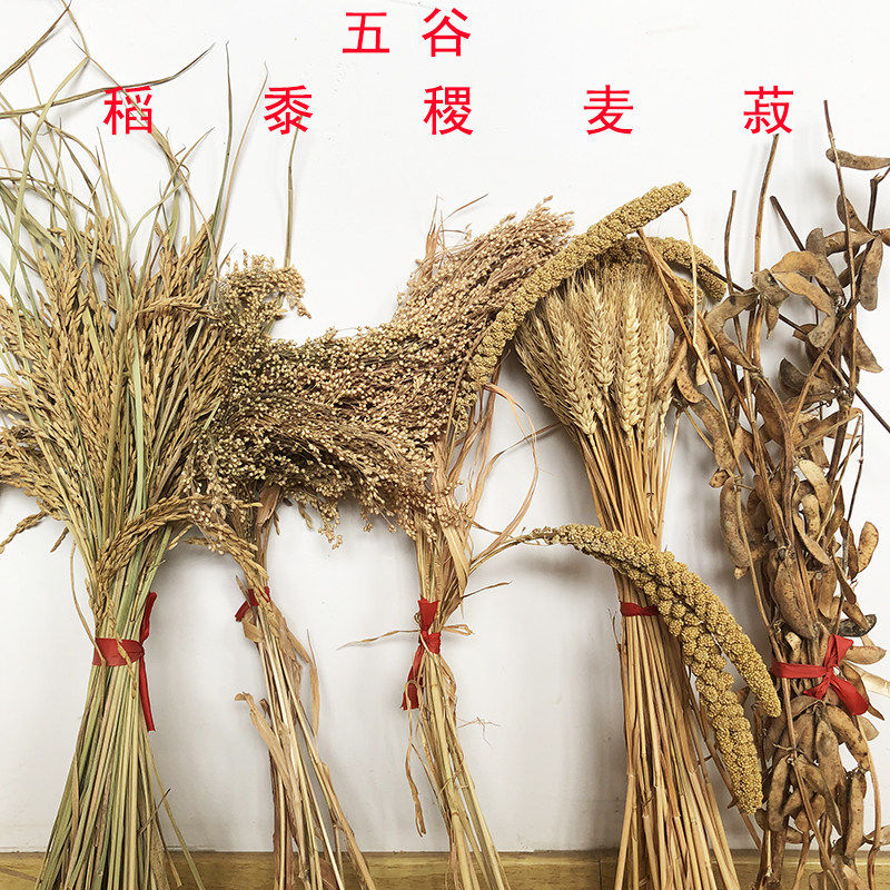 五谷杂粮干燥花稻黍稷麦