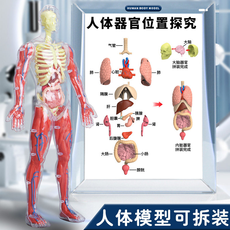 可拆卸拼装人体模型32cm