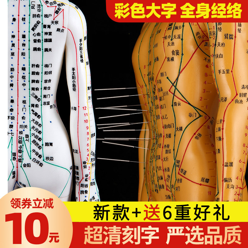 经络穴位针灸模型人体练习十二铜人中医针灸教学数字定位练习人