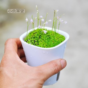禾叶狸藻小虫草堂植物盆栽小白兔子食虫草蓝挖耳草水养水培生花卉