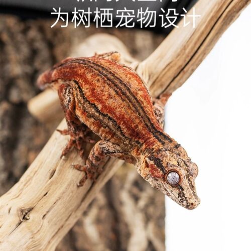 爬虫生态造景饲养缸 锂蜴睫角守宫角蛙通用玻璃饲养箱