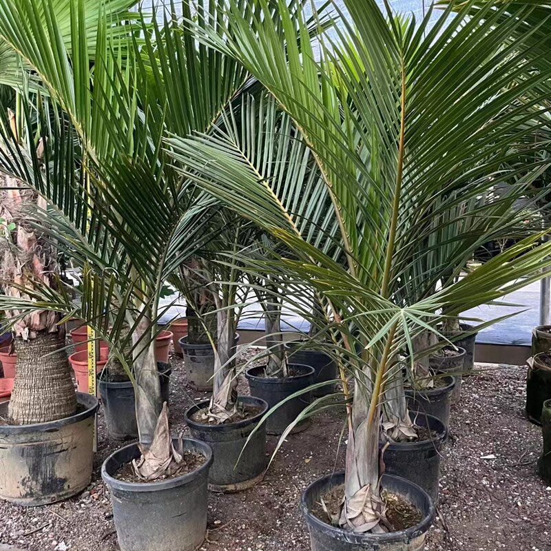 棍棒椰子树盆栽棍棒椰棕榈植物室外庭院花园阳台别墅大型高档绿植