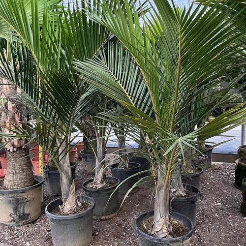 棍棒椰子树盆栽棍棒椰棕榈植物室外庭院花园阳台别墅大型高档绿植