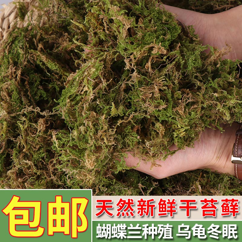 天然新鲜干苔藓蝴蝶兰干水苔兰花干苔藓营养土多肉种植乌龟冬眠垫