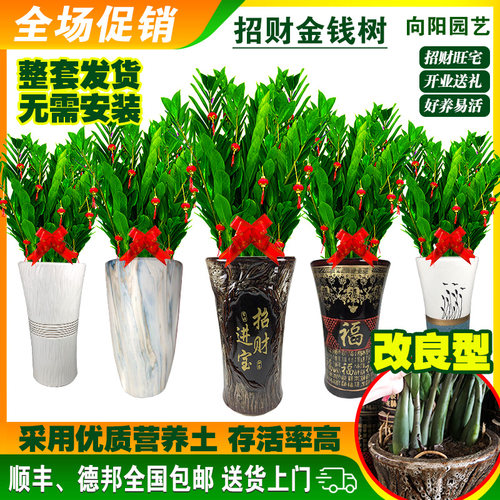 金钱树盆栽办公室内客厅大型绿植四季好养型乔迁开业送礼落地植物