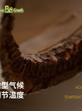 BG鬃狮蜥爬宠白桦木躲避饲养箱躲避屋躲避洞宠物爬行动物蜥蜴造景