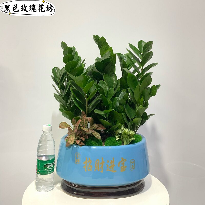 金钱树盆栽客厅办公室招财室内盆景摇钱树桌面好养盆栽净化空气