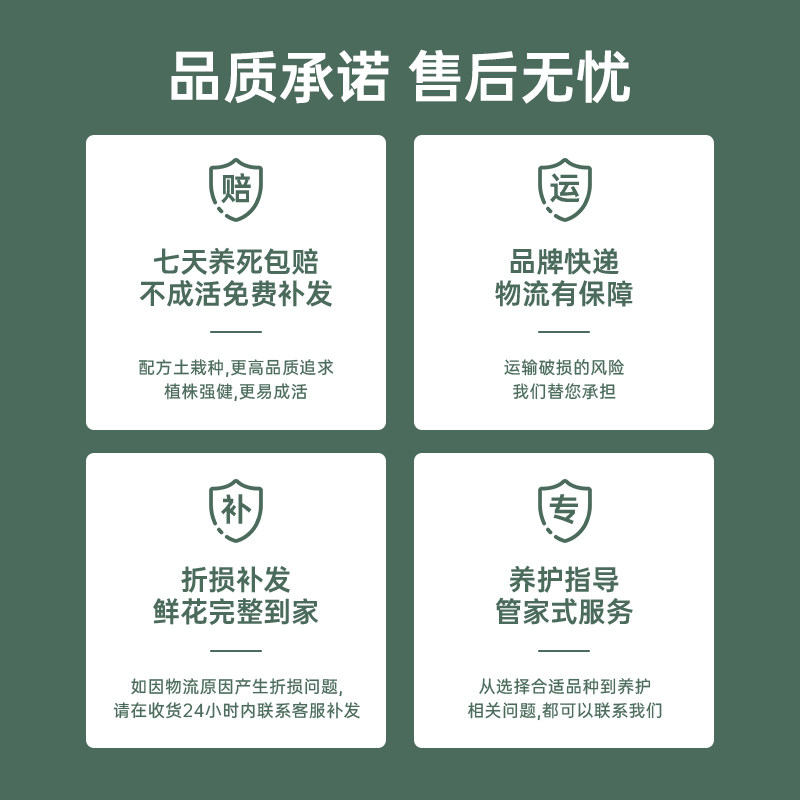 【超大花大辣椒】金色池塘蝴蝶兰盆栽带花大红花卉乔迁节日礼物