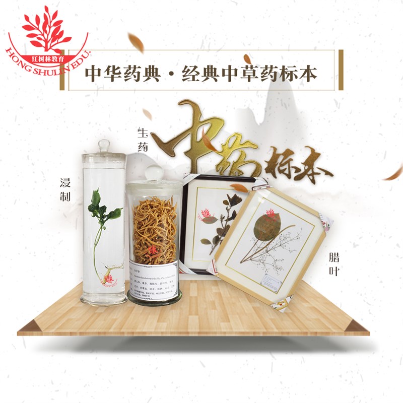 中草药保色浸制蜡叶生药标本300余种可选人工采集植物标本馆展示