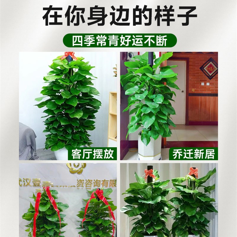 绿箩柱盆栽室内客厅大型花盆绿植乔迁新居吸除去新房甲醛绿萝植物