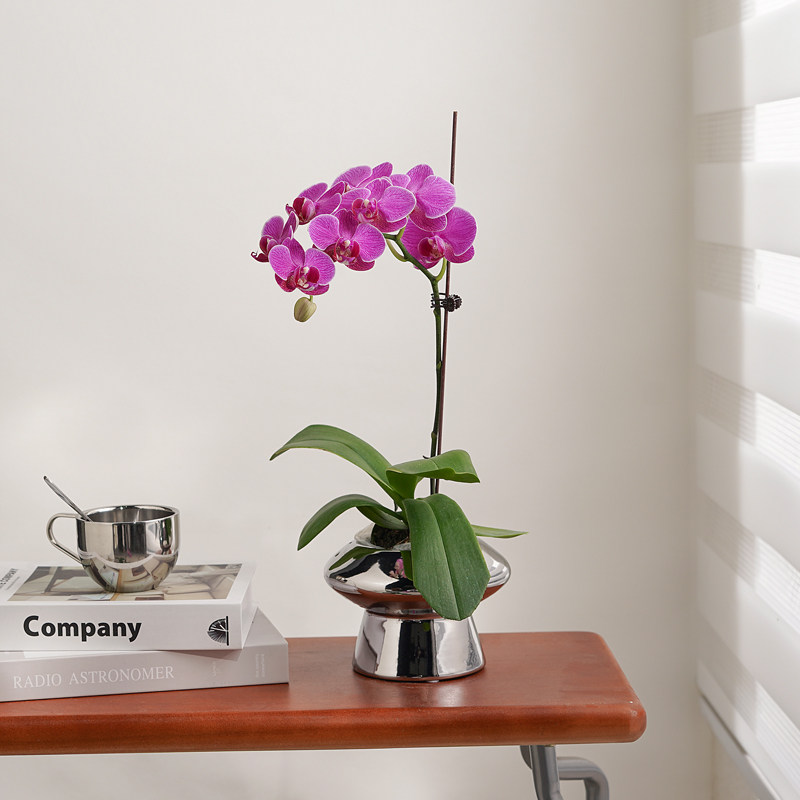 蝴蝶兰盆栽带花花卉植物室内花苗客厅特级兰花鲜花盆景四季好养活