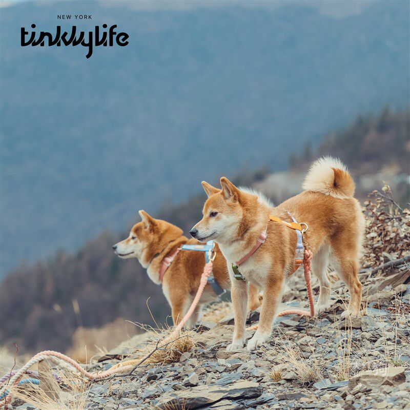 tinklylife彩虹渐变色牵引绳狗狗外出工字不脱套遛狗胸背带可系腰