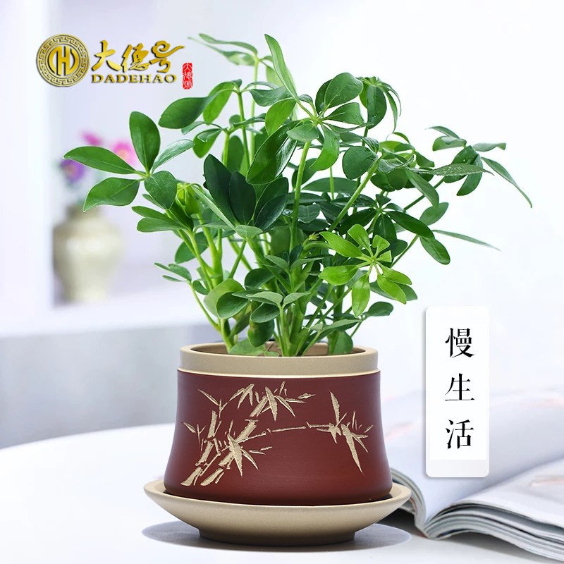 小花盆 精品刻绘宜兴紫砂陶瓷多肉植物盆栽 办公桌室内带托盘花盆