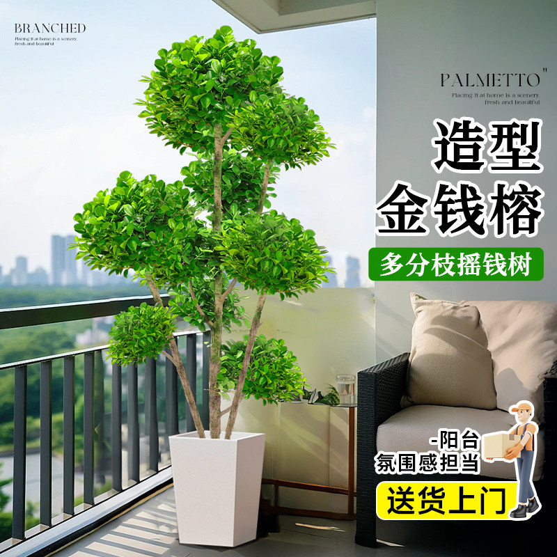 金钱榕客厅大花盆栽室内大型绿植金钱树摇钱树发财树四季榕树植物