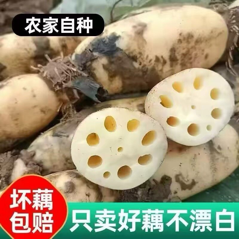 新鲜莲藕脆藕现挖湖北九孔莲藕农家当季应季藕蔬菜不漂白新藕鲜藕