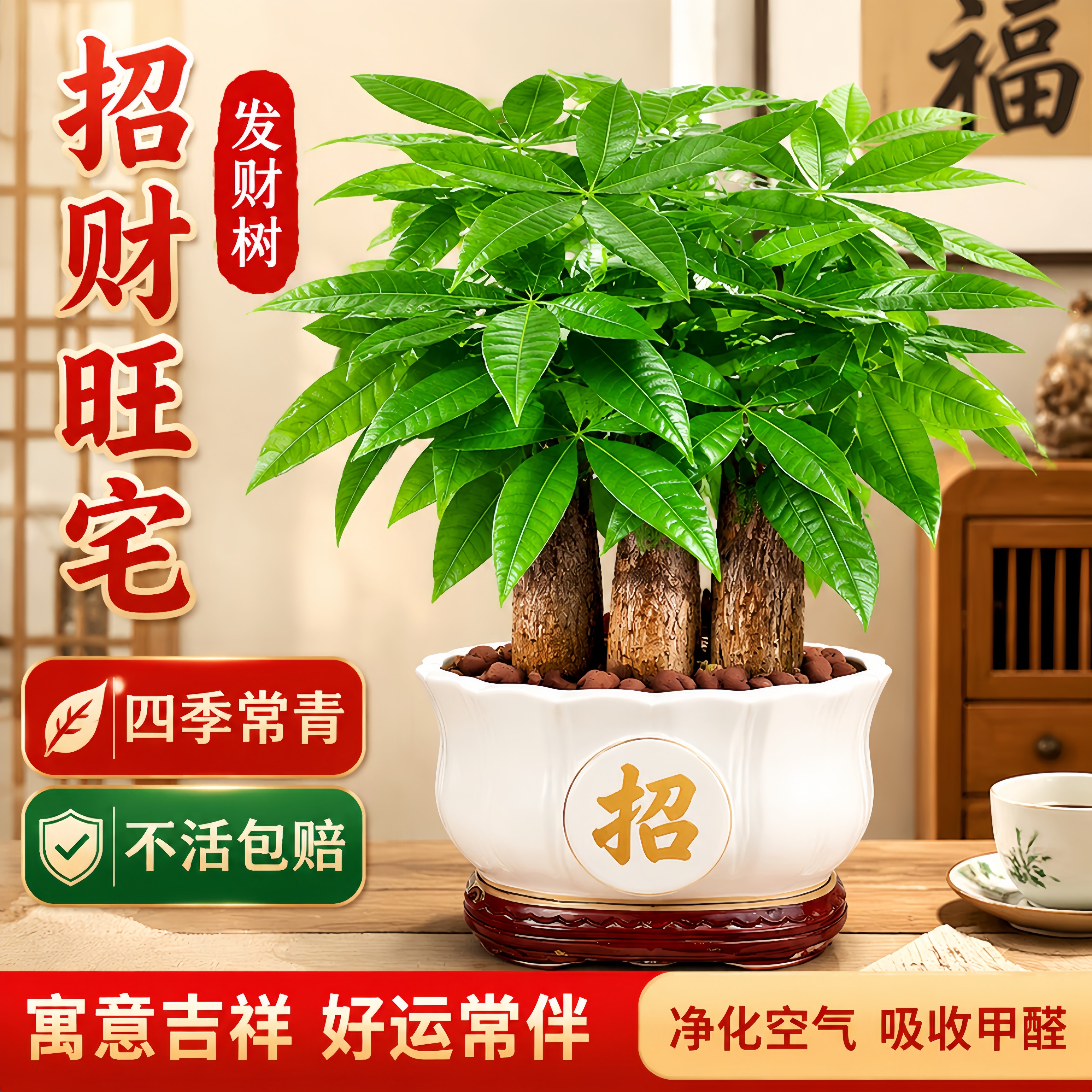 发财树室内桌面盆栽招财旺宅好养