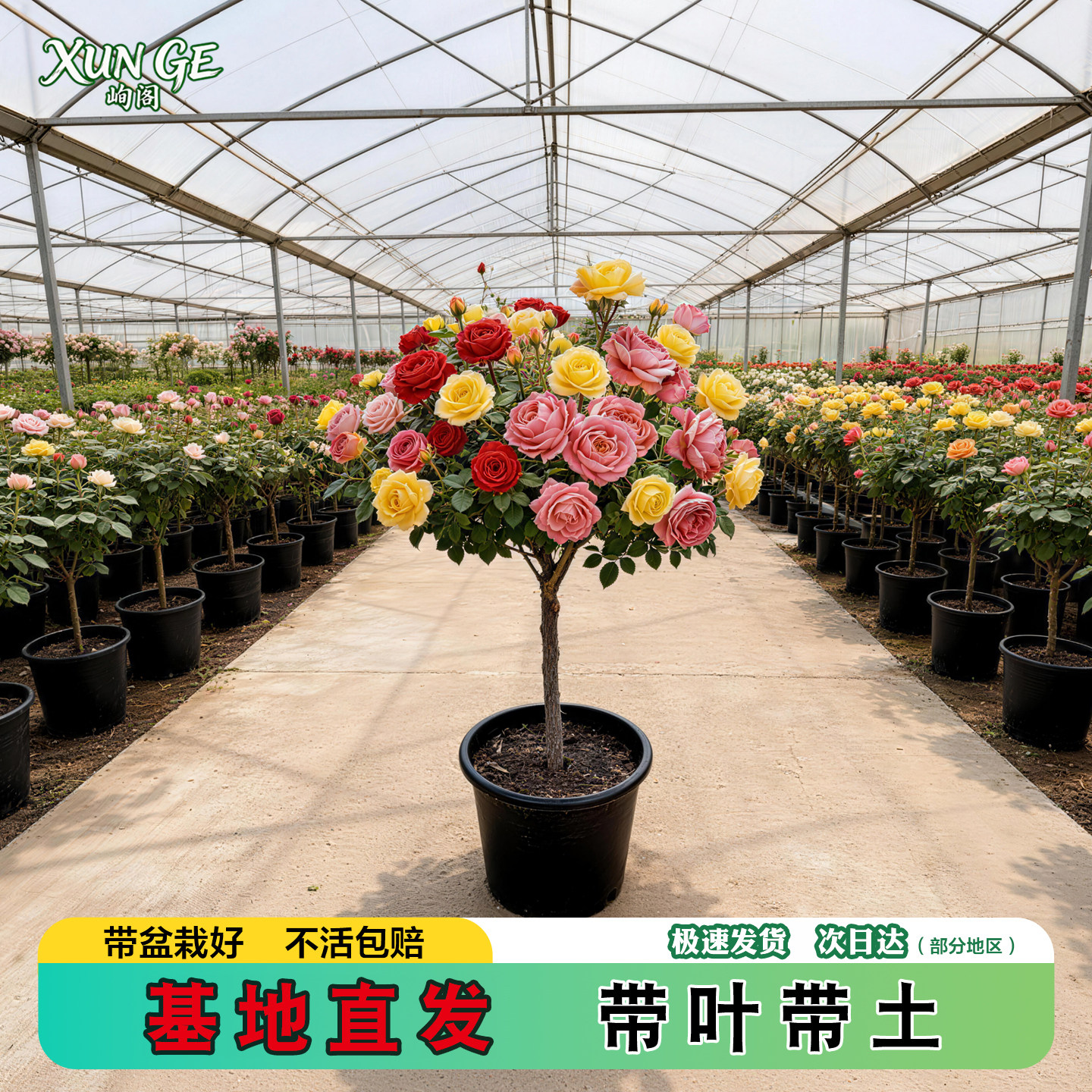 棒棒糖月季四季开花树桩花苗盆栽花卉特大花朵庭院老桩玫瑰花树苗