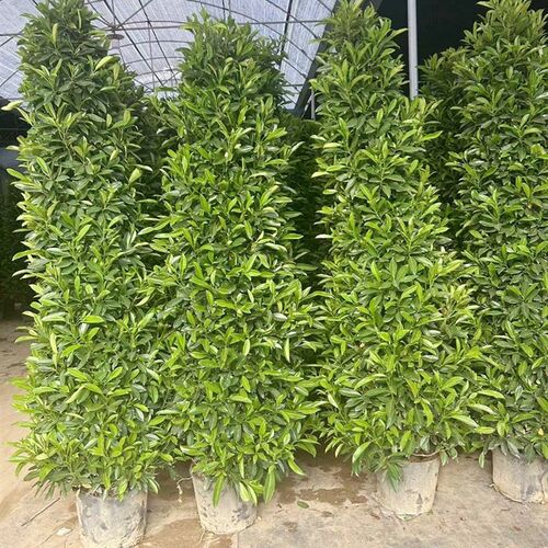 非洲茉莉树苗别墅庭院围墙植物室外大型盆栽绿植盆景四季常青灰莉