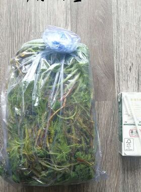 净水植物狐尾藻沼泽过滤水草大聚藻水陆缸养鱼养龟鳖淡水净化水质