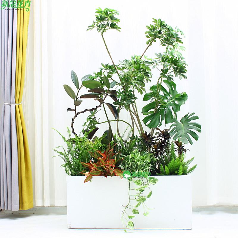 大型绿植隔断造景组合室内盆栽户外花箱植物庭院绿化