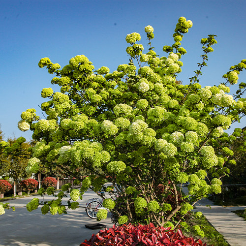海蒂的花园中华木绣球斗球灌木花卉庭院大型造景木本植物盆栽树苗