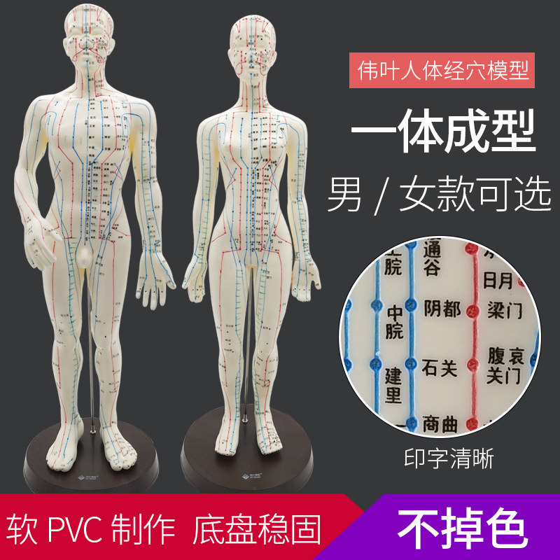 伟叶标清人体经络穴位模型小人50cm中全身皮人男女48cm软模型