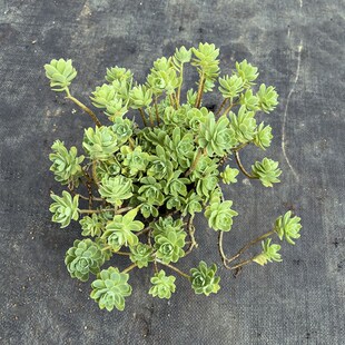 薄化妆 群生妖桩造型桩多肉植物 多年生皮实好养好度夏懒人绿植