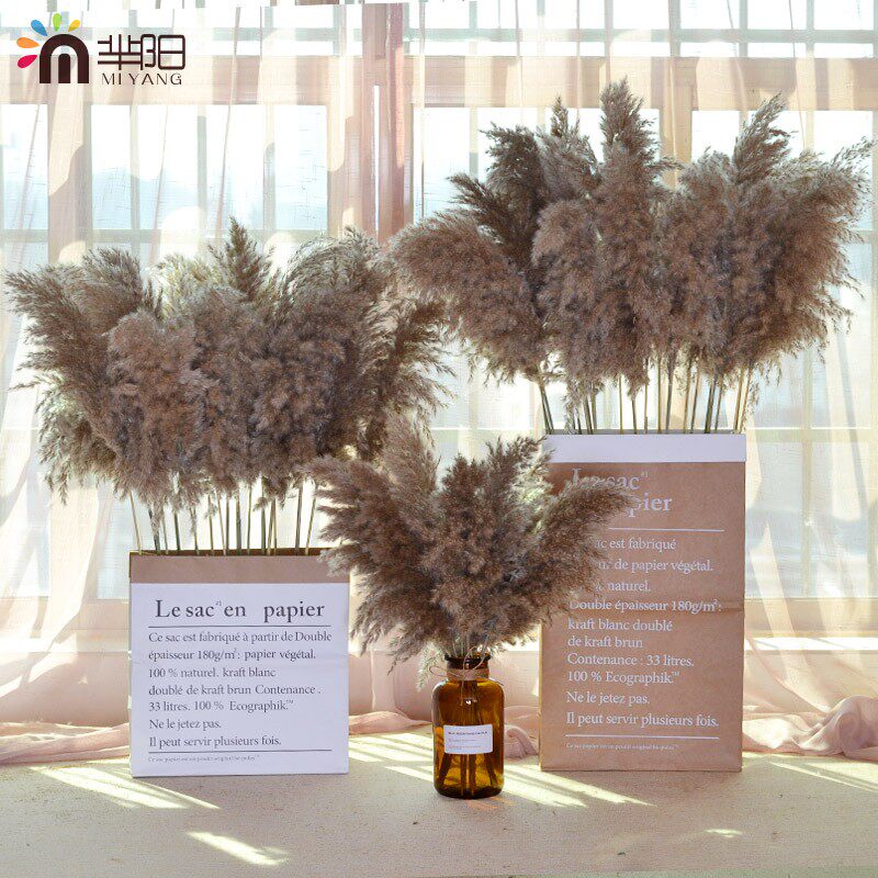 天然植物干花芦苇花蒲苇花束北欧家居咖啡馆软装饰品摆件拍摄道具