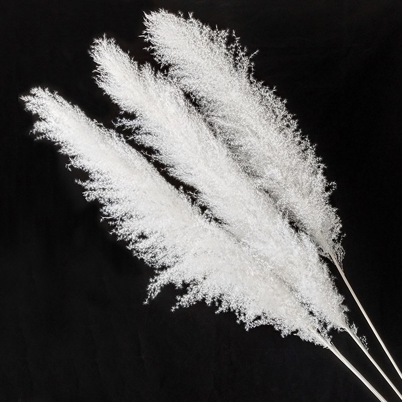 大芦苇干花花束白色灰色网红蒲苇潘帕斯真花婚庆装饰客厅落地摆件
