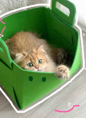 月饼喵小恐龙毛毡猫窝猫咪收纳筐半封闭猫屋可拆洗摺叠幼猫玩具