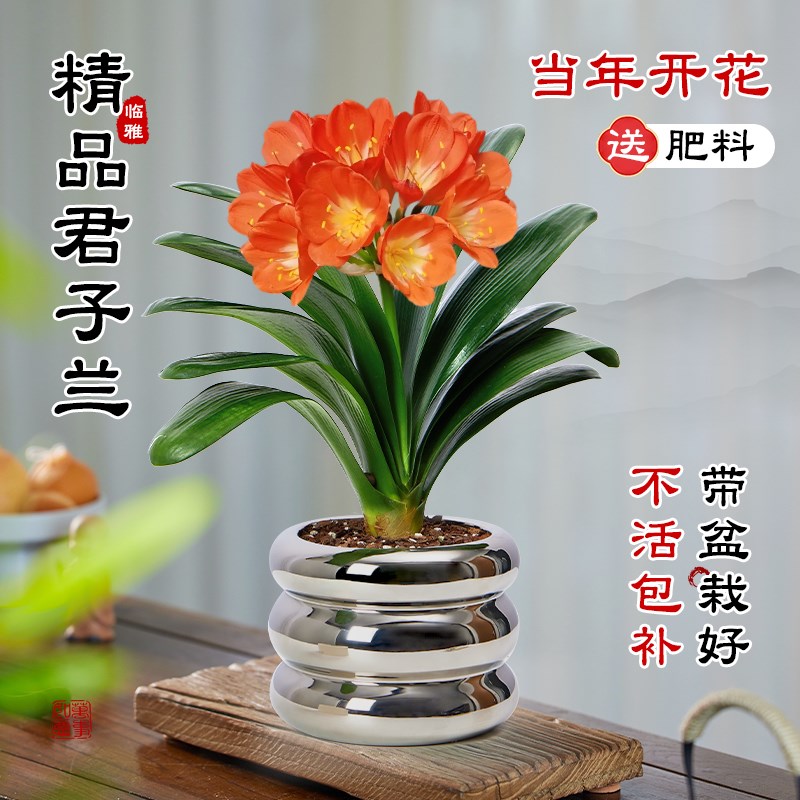名贵君子兰花盆栽带花苞花卉绿植室内盆景耐阴植物好养活四季常青图片