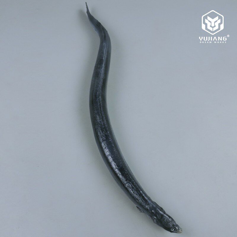 彷真乌耳鳗鱼模型假河鳗溪鳗白鳝鱼模具彷真O海鲜水产淡水鱼道具