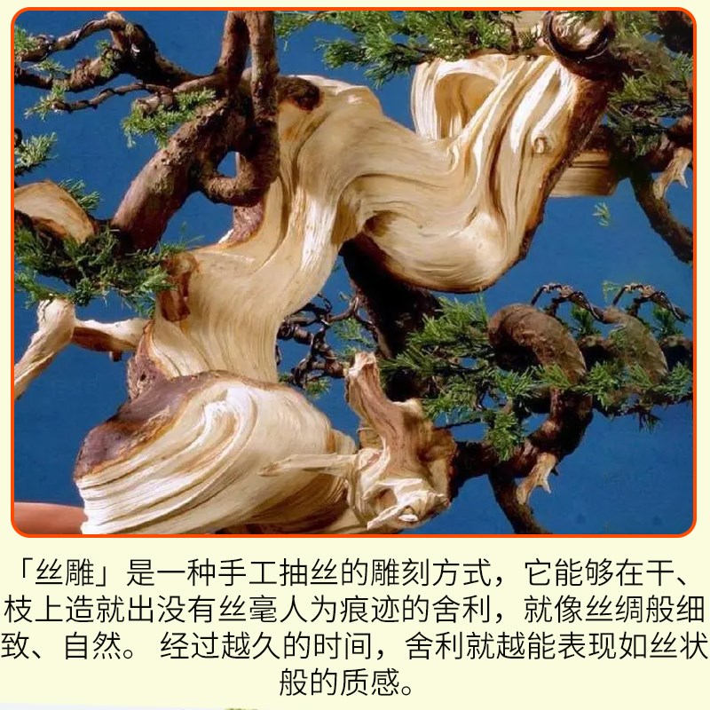 鼎木盆景舍利杆舍利干刻刀制作工具盆景雕刻刀拉丝刀神枝制作工具