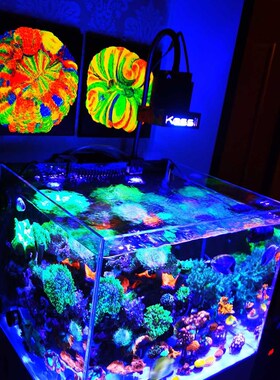 纯手绘丙烯海缸装饰海水鱼珊瑚荧光画可定制多种尺寸多款可选