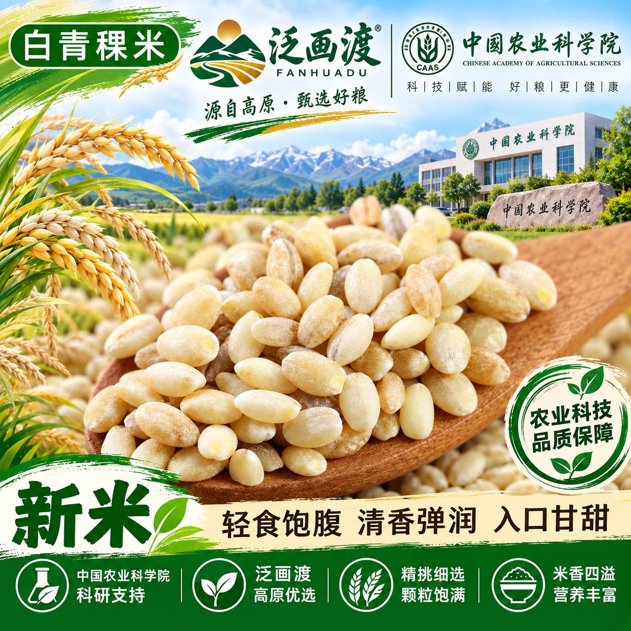 农科院推荐山东特产白青稞米谷物优质五谷杂粮大麦仁粗粮新米主食