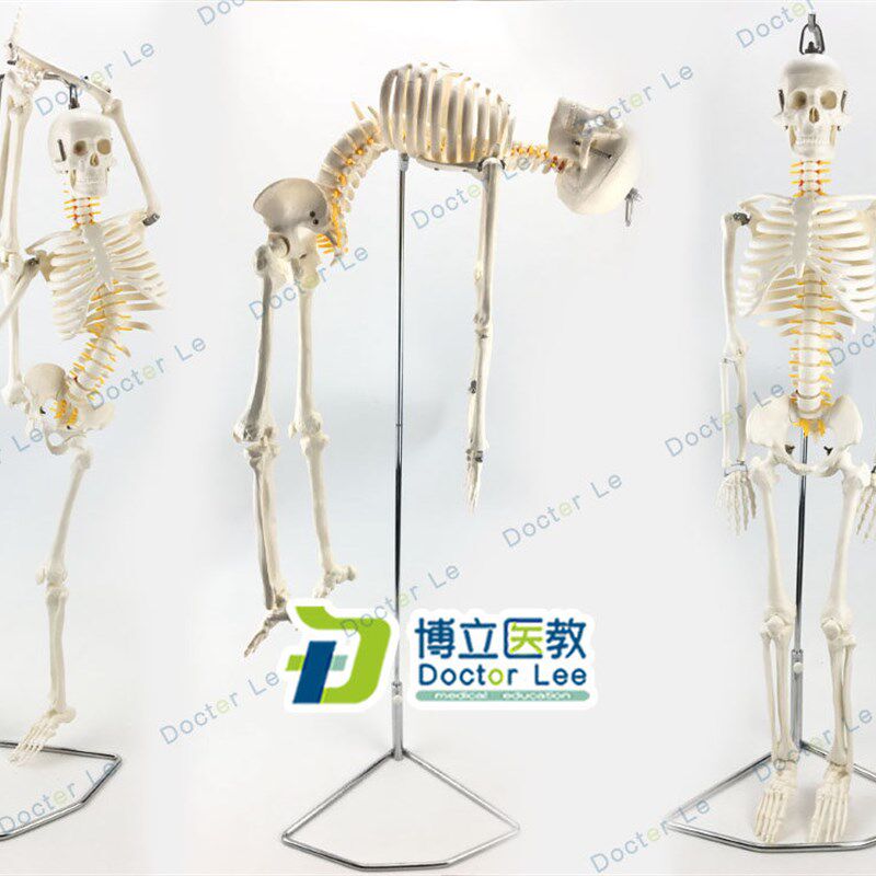 85cm人体骨骼i模型骨架人体模型成人小骷髅教学模型脊椎全身 骨架