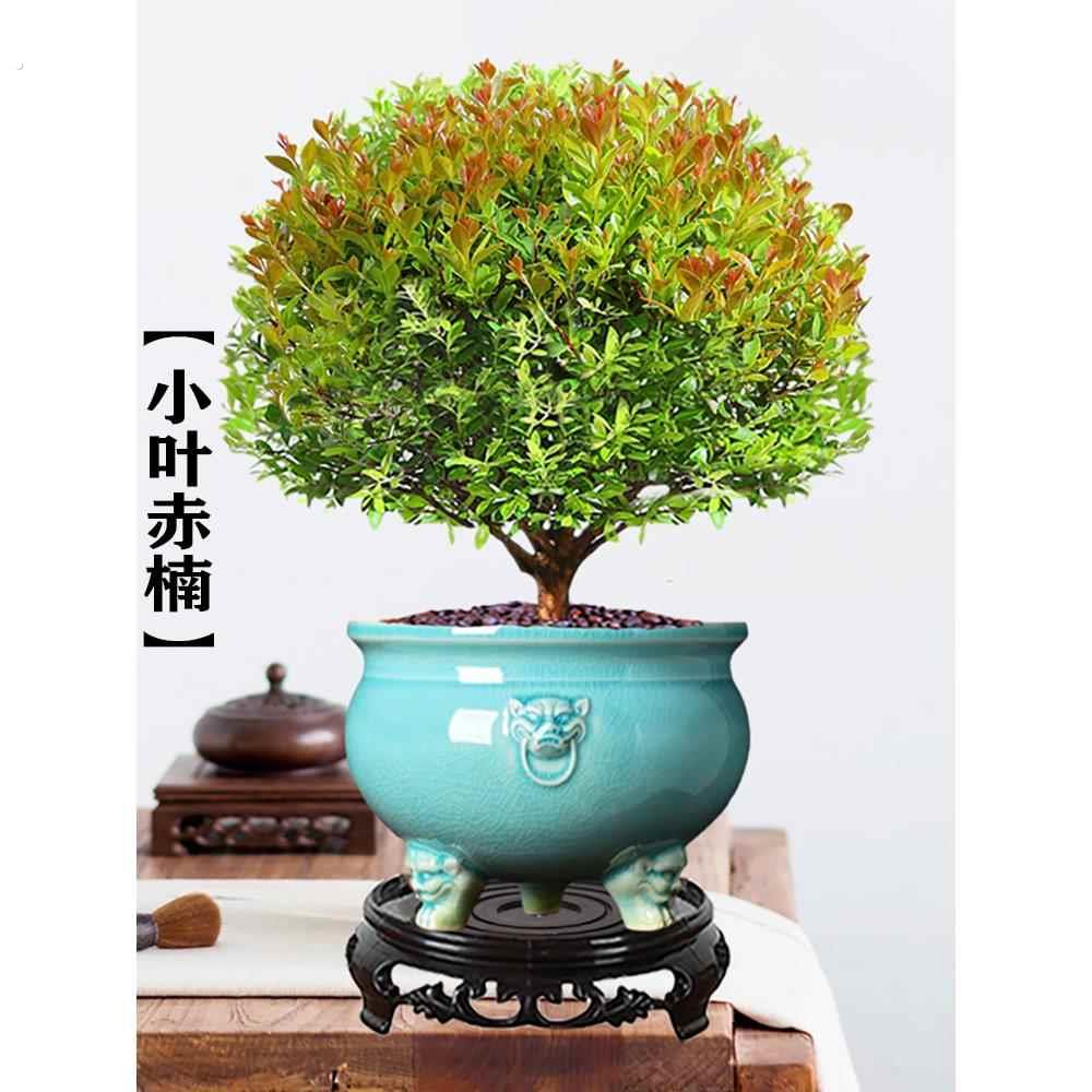 厂家小叶赤楠老桩盆景树苗办公室内外桌面绿植物四季好养阳台盆栽