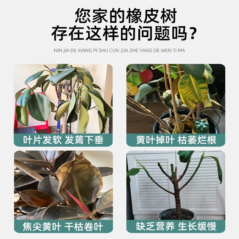 橡皮树叶子发黄干枯专用营养液黑金刚肥料专用肥叶片发软下垂卷叶图片