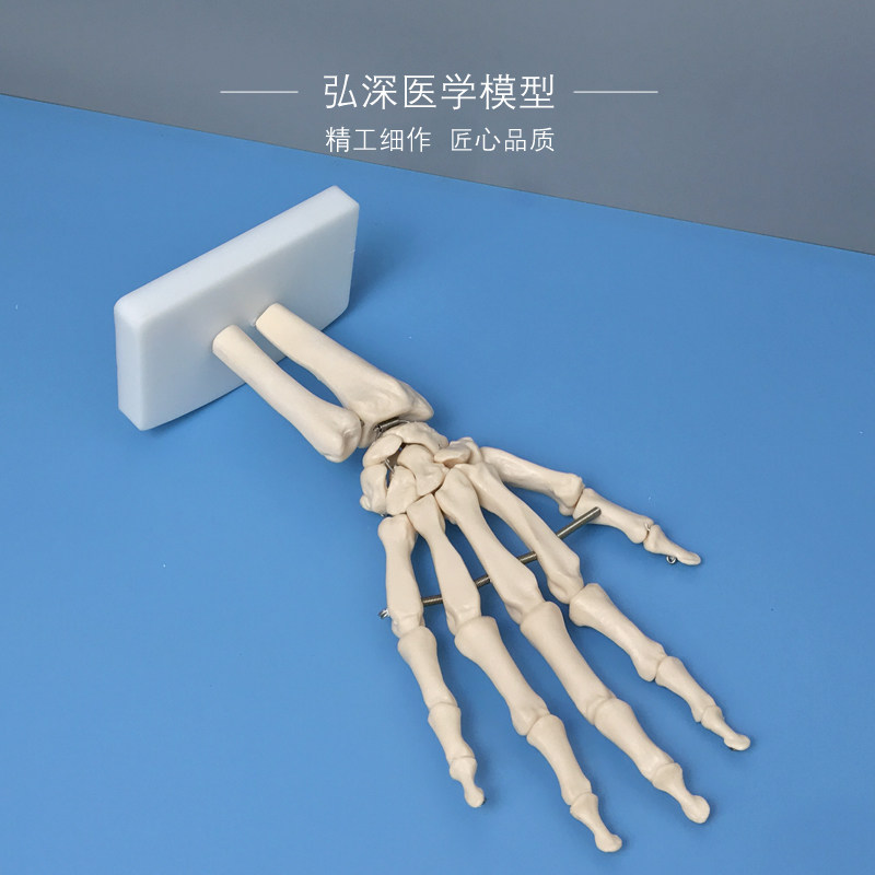 人体手骨模型手腕关节手部解剖手掌骨骼结构O韧带活动医学教学模