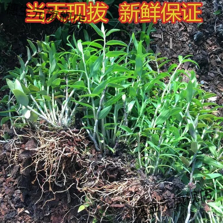 铁皮石斛苗带木桩【种好发