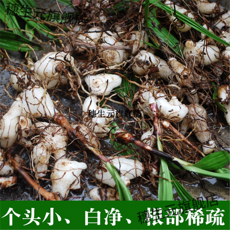 贵州药用白芨新鲜可种材旱
