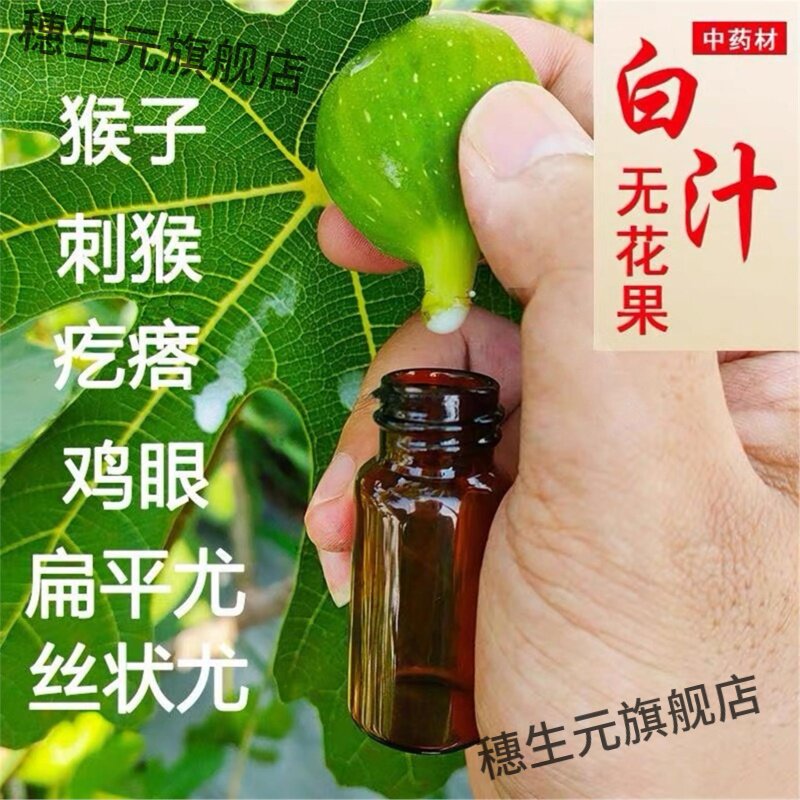 新鲜无花果叶白汁药用纯原