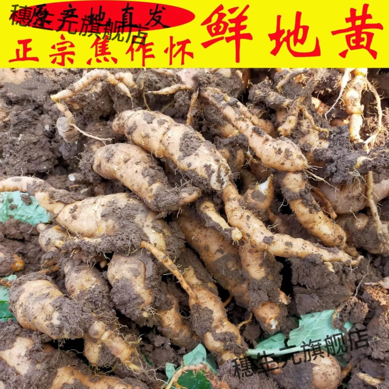 河南焦作鲜地黄现挖现发包邮