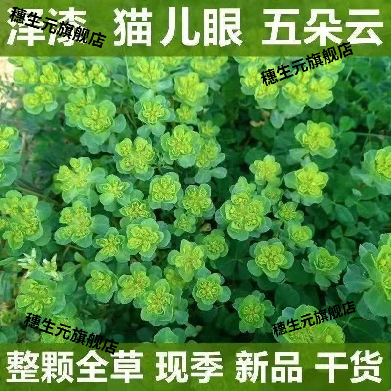 野生小叶猫眼草整株带根干货